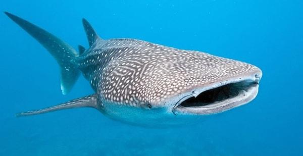 13. Balina köpek balıklarının gözünde dişler olduğu öğrenildi!