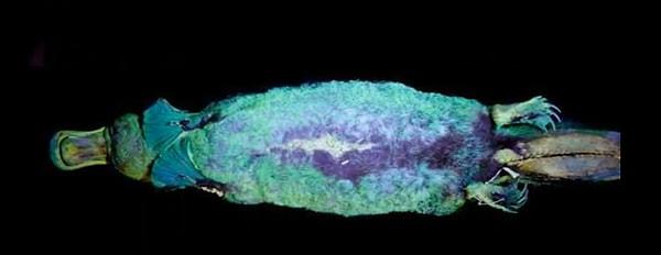 22. Avustralya'da ultraviyole ışıkta parlayan canlılar keşfedildi.