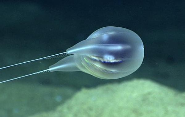 25. Yeni bir denizanası türü bulundu.
