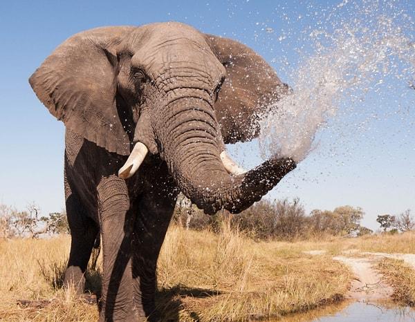 26. Filler günde iki küvet su içebiliyor.