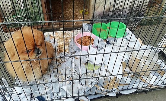 Ankara'da Bu Kez Petshopa Baskın: 19 Hayvana El Konuldu