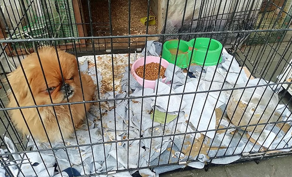 Ankara'da Bu Kez Petshopa Baskın: 19 Hayvana El Konuldu