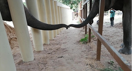 Самый одинокий слон в мире больше не одинок: Кааван нашел себе первого друга за 8 лет!