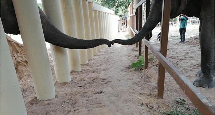 Самый одинокий слон в мире больше не одинок: Кааван нашел себе первого друга за 8 лет!