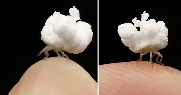 Yürüyen Patlamış Mısıra Benzeyen Görüntüsü ile Dikkat Çeken Planthopper Böceği