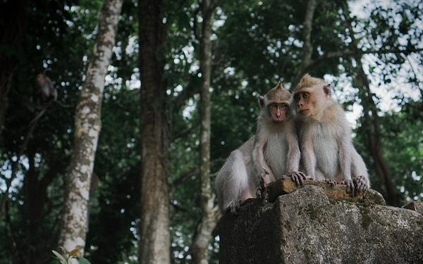 8. Maymunlar eşitsizliği anlarlar ve karşı çıkarlar.