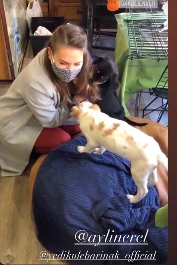 10. Yeditepe Hayvan Barınağı'nı ziyaret eden Aslı Enver, köpeklerle oynadığı sırada çekilen videosunu "Çift maske kontrolü" notuyla paylaştı!