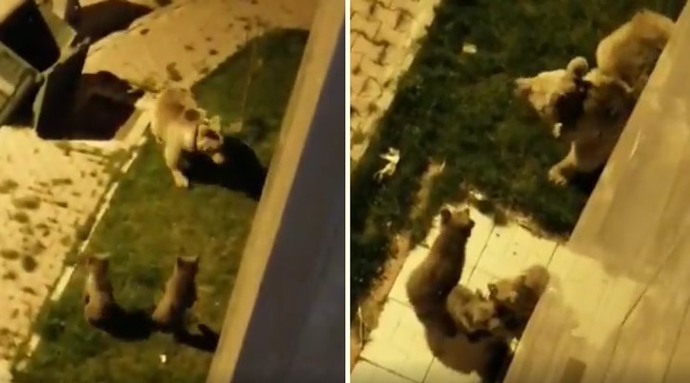 İnternetini Yeni Bağlatanlar İçin: Sarıkamış'ta Şehir Merkezine İnen Bozayı ve Yavrularının Sokak Köpekleri ile İmtihanı