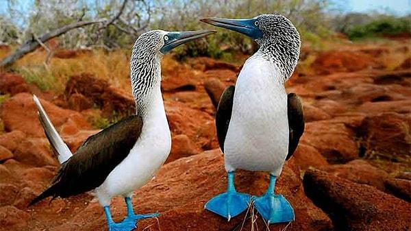 3. Galapagos Adaları'nda bulunan mavi ayaklı sümsük kuşları.
