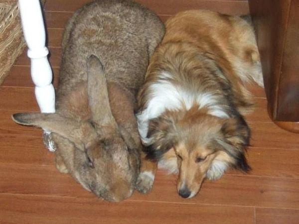 4. Bir köpek ve yanında Belçika dev tavşanı.