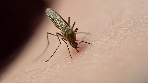 3. Covid-19 sivrisinekler aracılığıyla insana bulaşır mı?