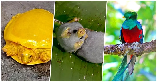 Daha Önce Hiçbir Yerde Görmediğiniz Başka Bir Gezegenden Fırlamış Gibi Gözüken 18 Alışılmadık Hayvan