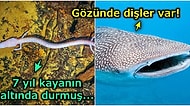 Okuyunca Ağzınızı Beş Karış Açık Bırakacak 2020 Yılının En İlginç Doğa Haberleri