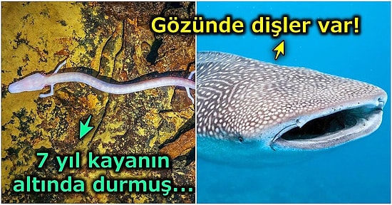Okuyunca Ağzınızı Beş Karış Açık Bırakacak 2020 Yılının En İlginç Doğa Haberleri