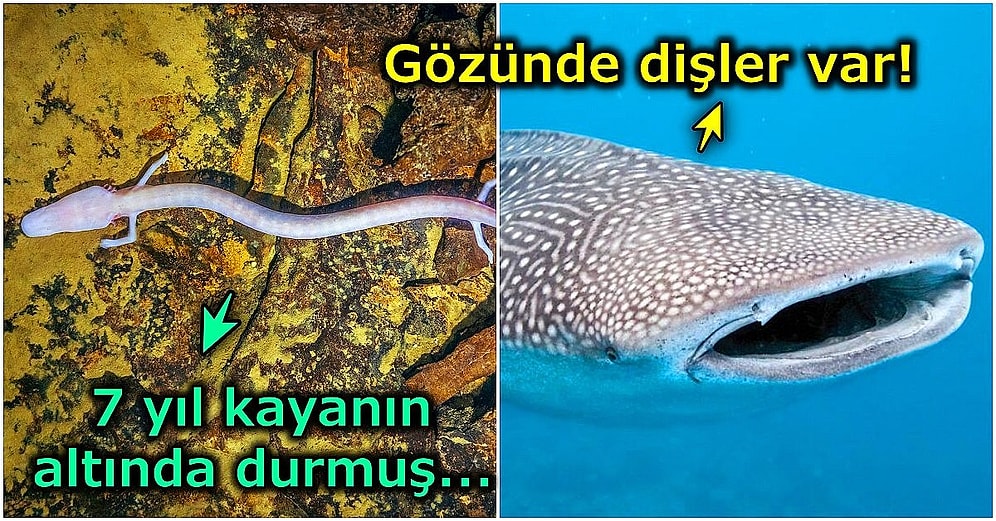 Okuyunca Ağzınızı Beş Karış Açık Bırakacak 2020 Yılının En İlginç Doğa Haberleri