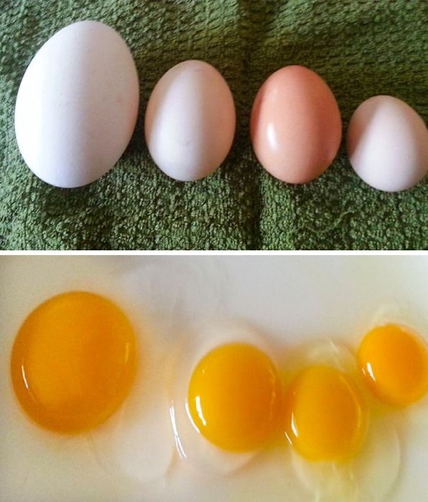 «Яйца гуся, утки, обычной курицы и бентамка (декоративный карликовый цыпленок) слева направо»