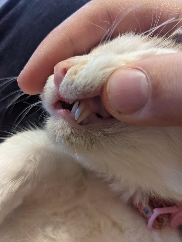 16. «У моей кошки Тирамису лишние зубы».