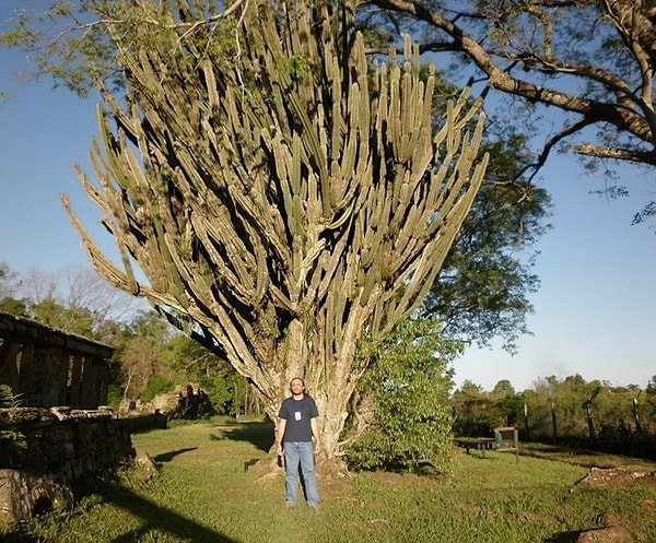 20. Мы никогда в жизни не видели такого кактуса 😱