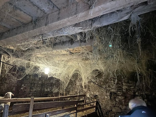 22. Волосы стали дыбом, когда мы увидели эту паутину