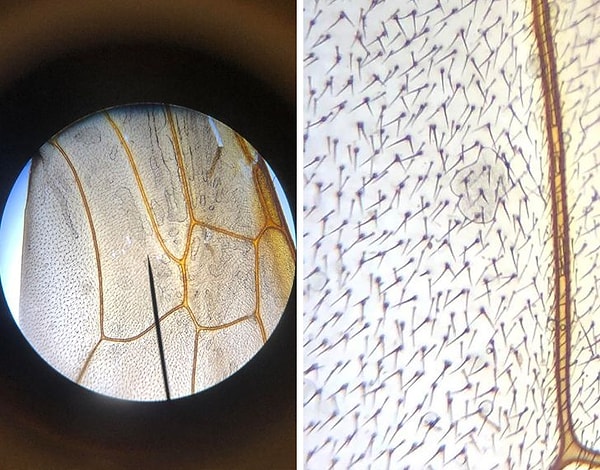 23. Крылья осы под микроскопом: