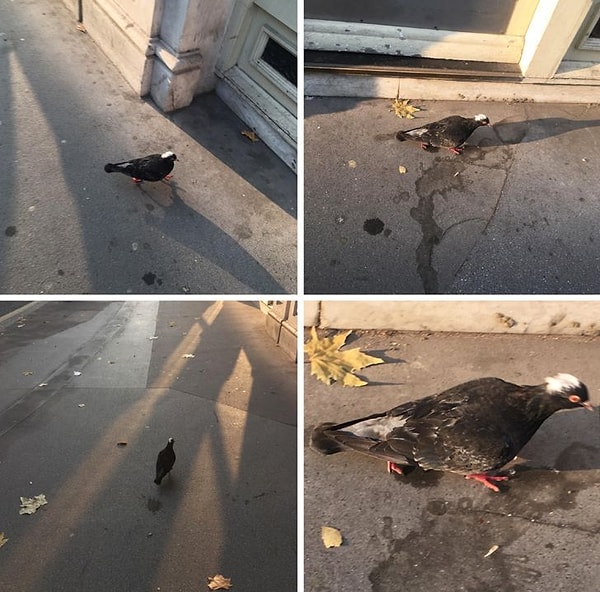 25. Эмо волосатый голубь: