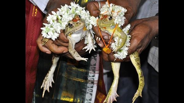 6. Bir kurbağa çiftin nikah törenine denk gelebilirsiniz.