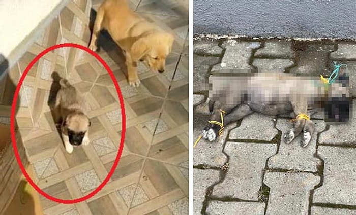 Bunu Yapan İnsan Olamaz! 1,5 Aylık Köpek Ayakları ve Boynu İple Bağlanmış Şekilde Ölü Bulundu