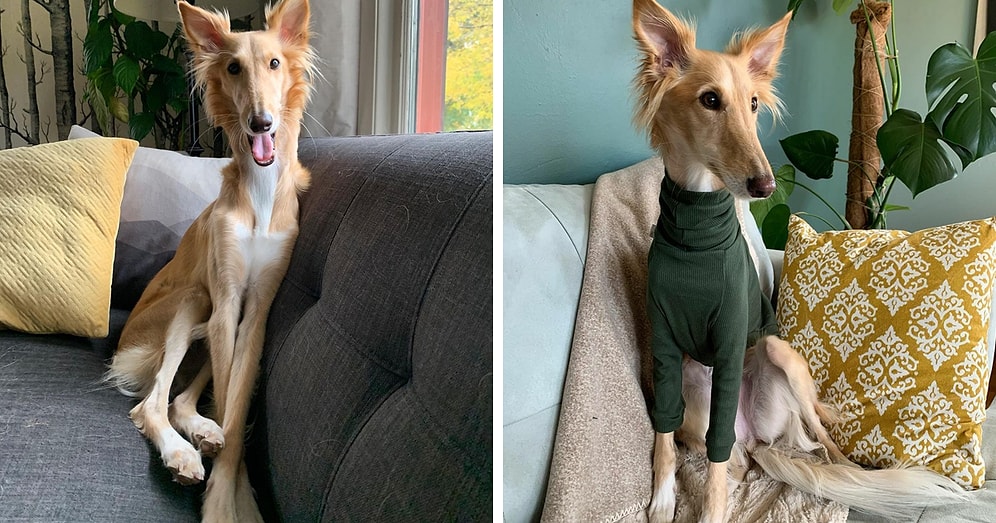 Собака, напоминающая жирафа, покоряет сердца в Интернете (24 фото)