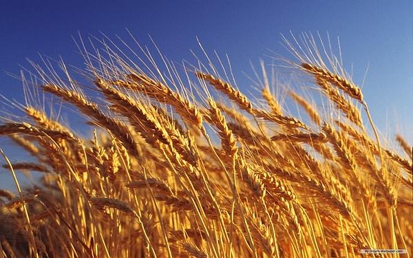 7. Tarlada bitmiş tahıl ve buğday haricinde ''ekin'' kelimesinin diğer anlamı nedir?