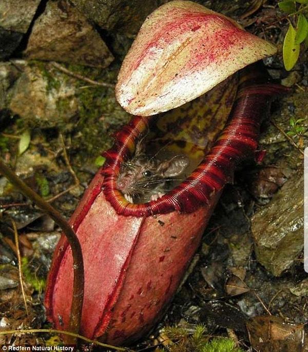 6. Sıçanları canlı canlı asitle eriten etçil bitki Nepenthes attenboroughii: