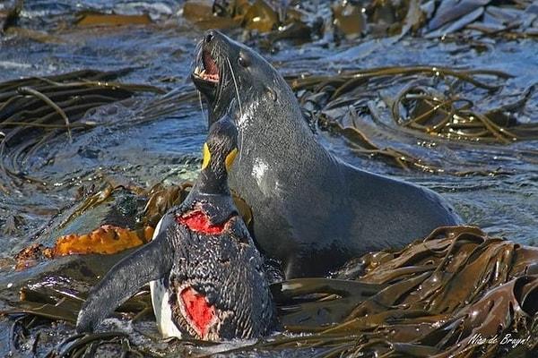 8. Kral penguen ve fokun ölümcül mücadelesi: