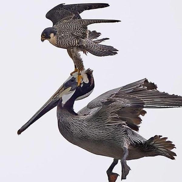 9. Bölgesini korumak isteyen bir doğanın kahverengi pelikanı sürüklediği o an: