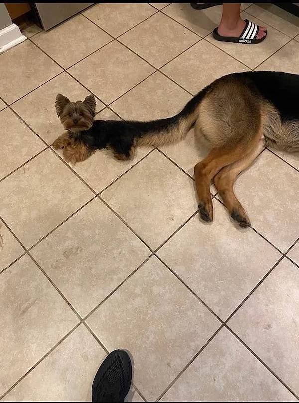 10. Две собаки в одной