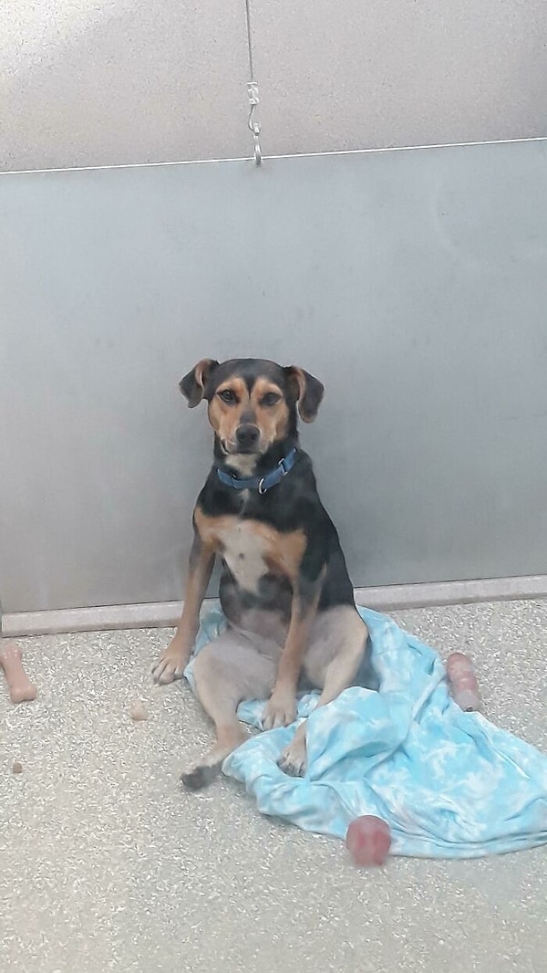 4. "Давно хочу взять собаку из приюта. Я дал команду "Сидеть" этому парню, и он уселся на пол вот так. Кажется, я наконец нашел своего нового друга".