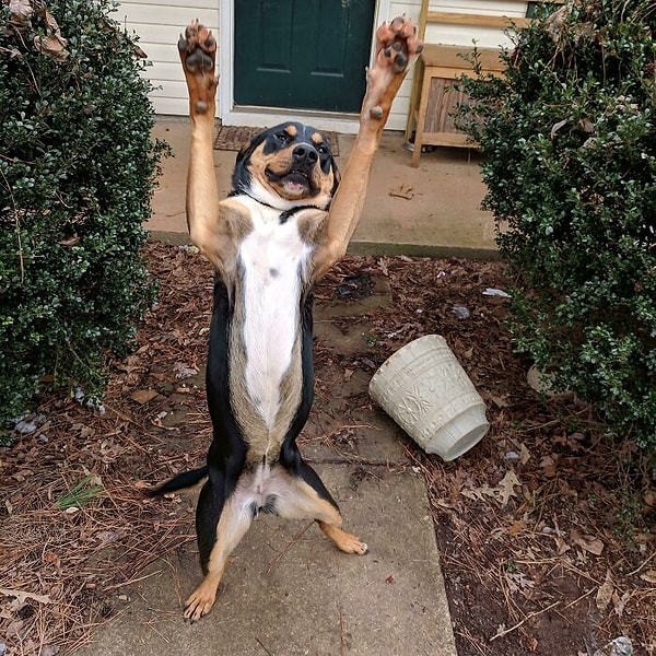 15. "Вот так меня встречают дома каждый день!"