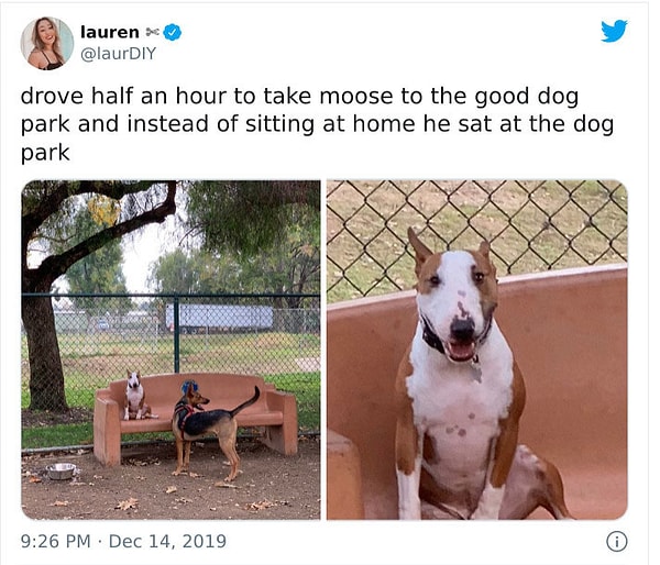 13. "Поездка в парк для собак заняла полчаса на машине, но нашему псу, кажется, было все равно: сидеть дома или на скамейке в парке".