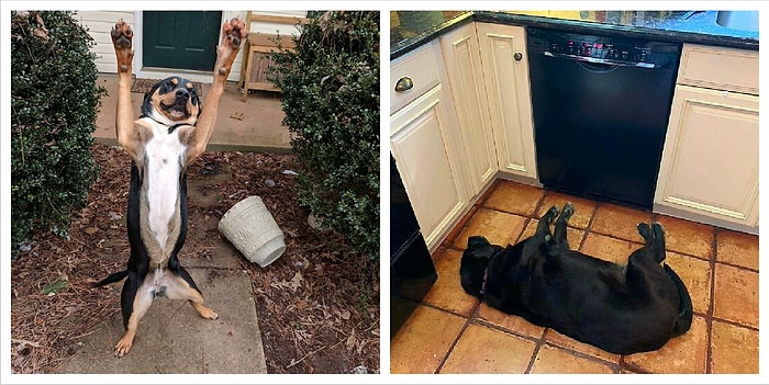 "Что не так с моим псом?!": Пользователи Reddit делятся смешными фото своих собак, которые, кажется, сломались (Часть 1)