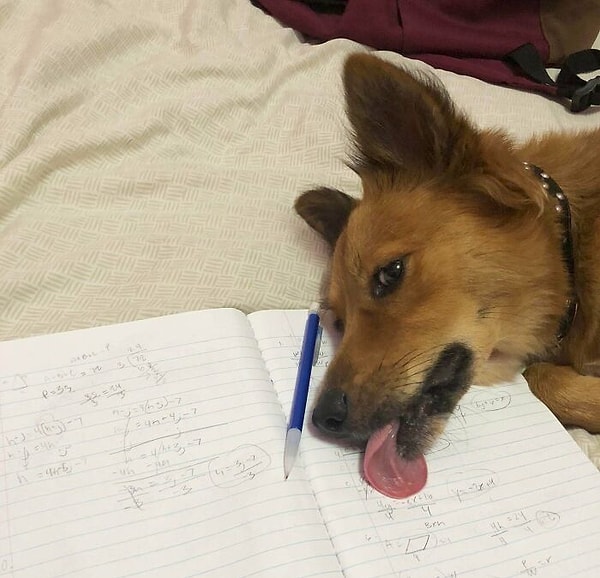 5. "И как прикажете учиться в таких условиях?!"