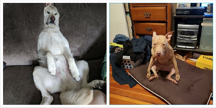 "Что не так с моим псом?!": Пользователи Reddit делятся смешными фото своих собак, которые, кажется, сломались (Часть 2)