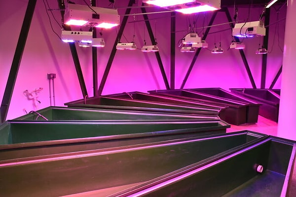 28. Они также установили системы аквапонического земледелия.