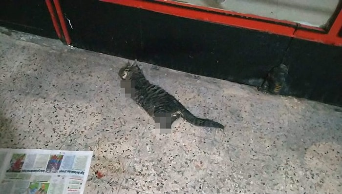 Hayvanlara Yapılan Katliam Durmuyor: Pasaj İçinde Dört Ayağı Kesilmiş Bir Kedi Ölüsü Bulundu