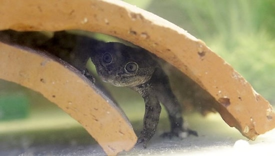 31 Hayvan ve Bitki Türünün Nesli Tükendi