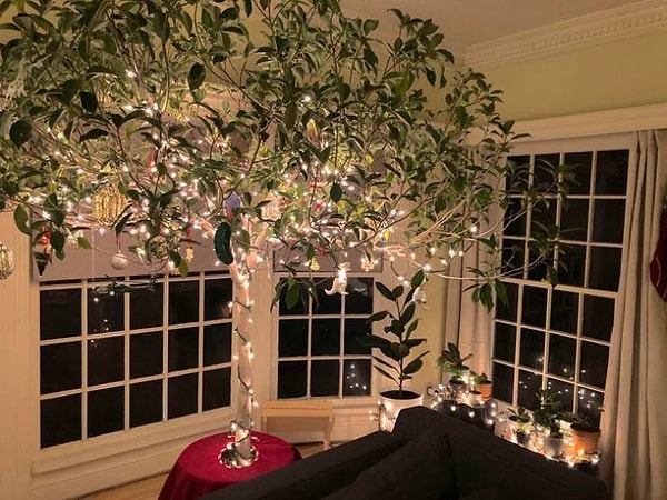 17. "Наш рождественский фикус настолько хорош, что нам плевать на все шуточки и подколы наших друзей :)".