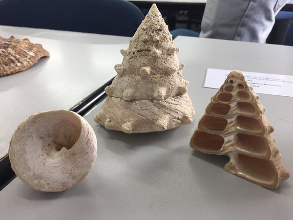 1. Морская ракушка