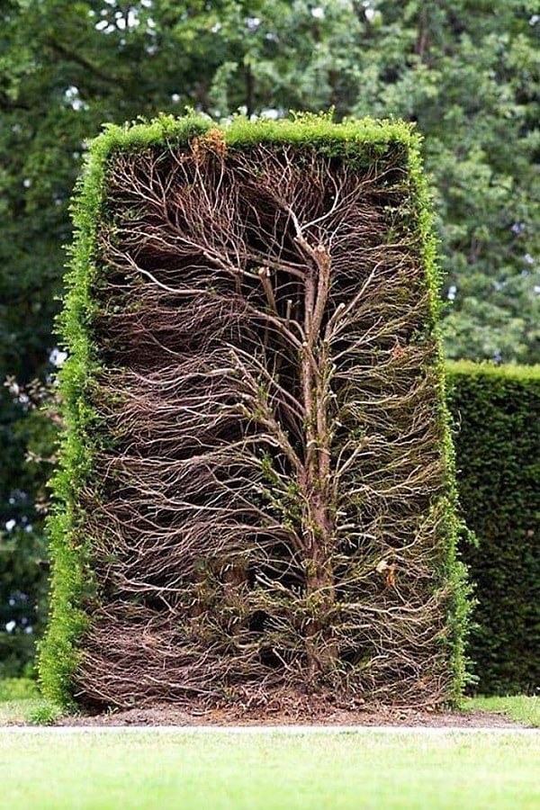 11. Живая изгородь