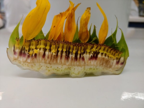 14. Подсолнух