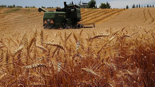 Karar Resmi Gazete'de: Buğdayda Gümrük Vergisi Sıfırlandı