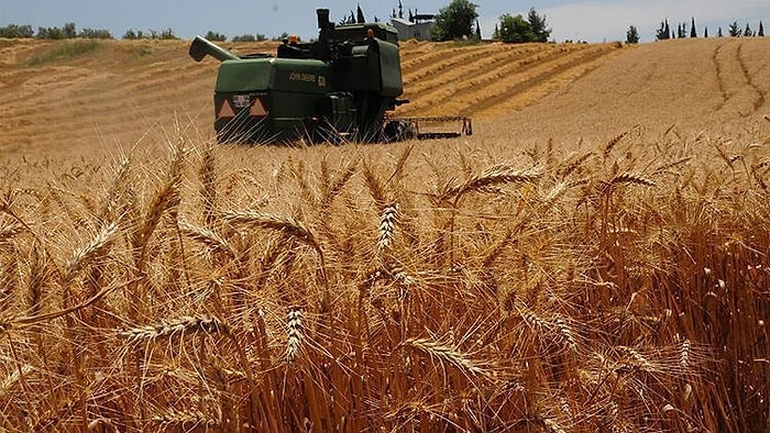 Karar Resmi Gazete'de: Buğdayda Gümrük Vergisi Sıfırlandı