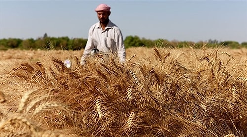 Karar Resmi Gazete'de: Buğdayda Gümrük Vergisi Sıfırlandı