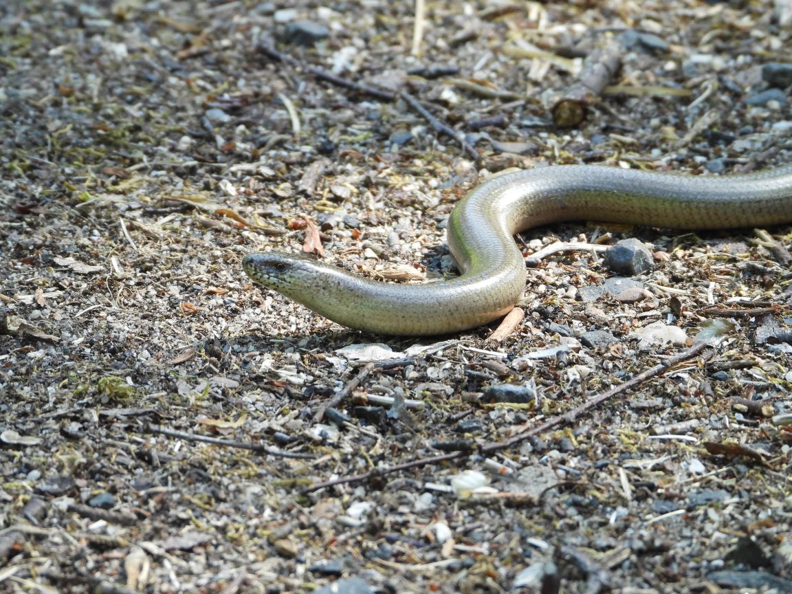 Пробужденная змея. Новая Зеландия змеи. What Snake. Животное игло. Snake sneeze.